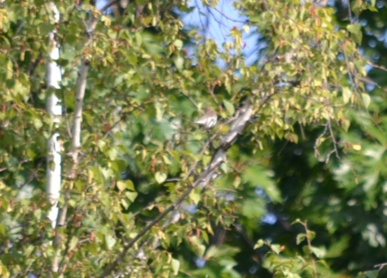 richiesta identificazione